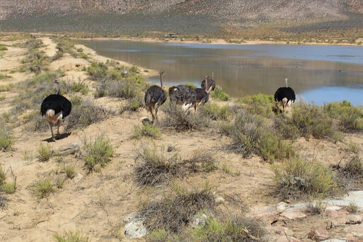Aquila Big 5 Day Trip from Cape Town — Safari, Tunnels & Wine Country photo 4