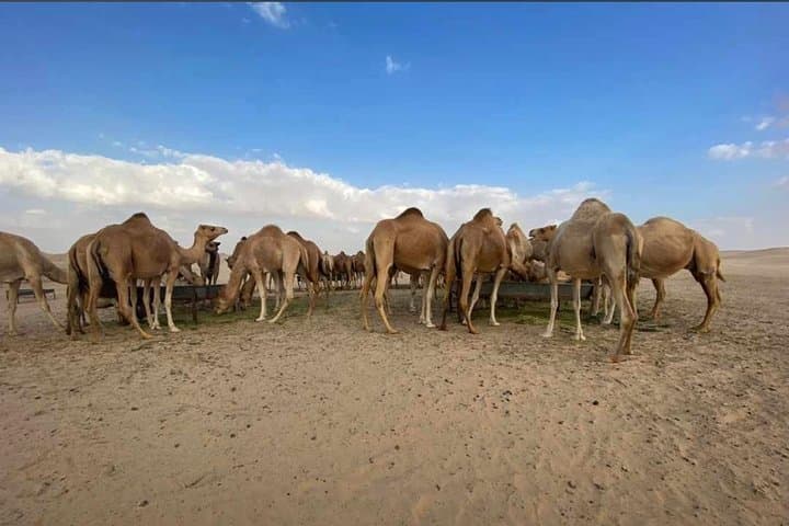 Abu Dhabi Morning Desert Safari: Dune Bashing, Sandboarding & Camel Ride photo 2