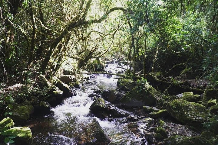 3-Day Trek to Laguna del Otún and Cocora Valley from Manizales photo 3