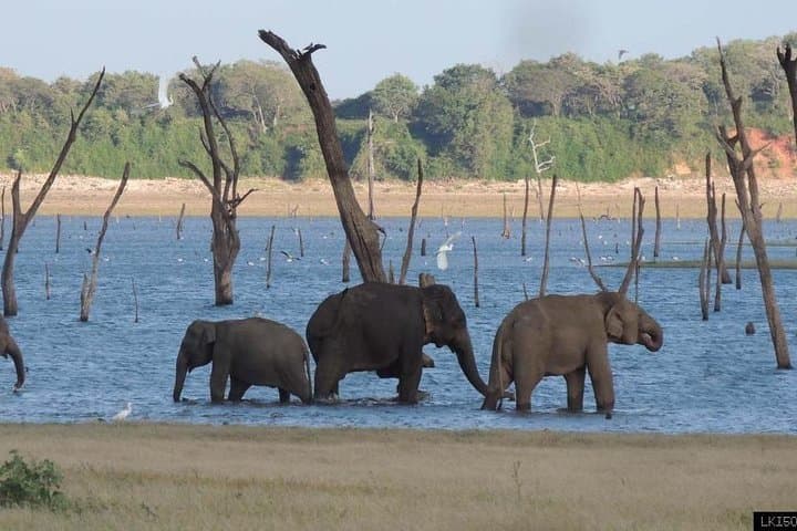 Anuradhapura to Wilpattu: Full-Day UNESCO Ruins and Wilpattu Safari from Colombo photo 4