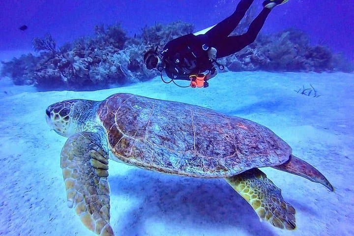 Two-Tank Scuba Diving in Mahahual: Costa Maya Reefs & Gear Included