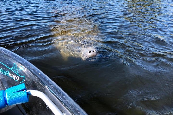 Clear Kayak Manatee Tour — Paddle Tarpon Springs' Anclote River