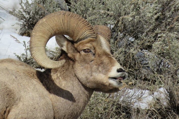 Private Grand Teton & Jackson Hole 4-Hour Wildlife Tour — Morning or Afternoon
