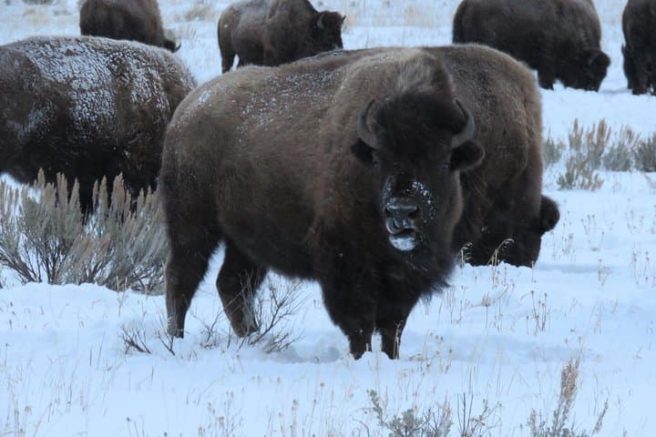 Jackson Hole & Grand Teton Half-Day Wildlife Tour — Afternoon Wildlife Viewing in Teton Park photo 4