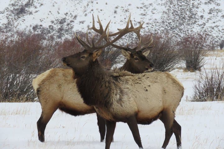 Private Grand Teton & Jackson Hole 4-Hour Wildlife Tour — Morning or Afternoon photo 3