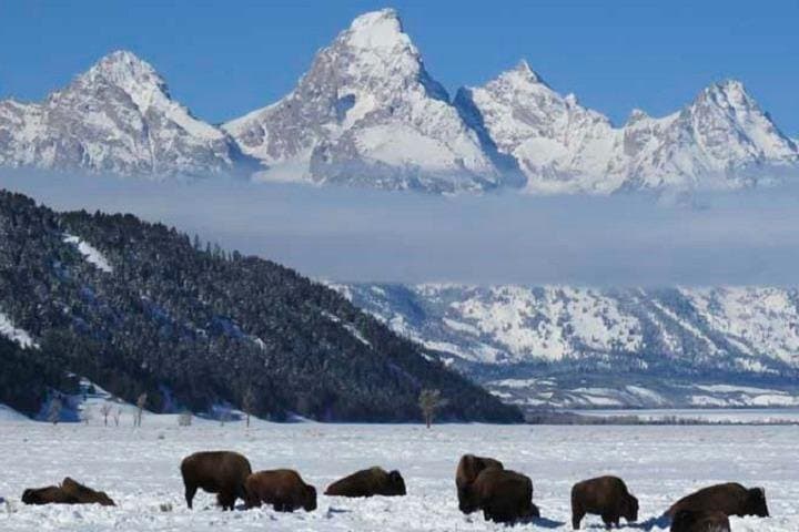 Jackson Hole & Grand Teton Half-Day Wildlife Tour — Afternoon Wildlife Viewing in Teton Park