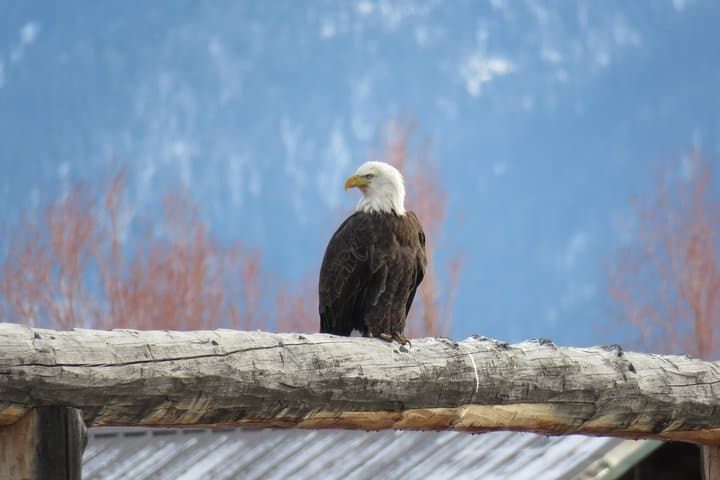 Jackson Hole & Grand Teton Half-Day Wildlife Tour — Afternoon Wildlife Viewing in Teton Park photo 5