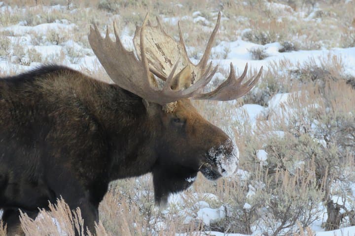 Private Grand Teton & Jackson Hole 4-Hour Wildlife Tour — Morning or Afternoon photo 6