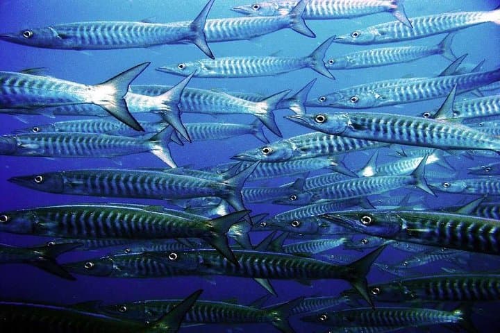 Two-Tank Scuba Diving in Mahahual: Costa Maya Reefs & Gear Included photo 3