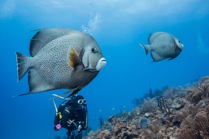 Two-Tank Scuba Diving in Mahahual: Costa Maya Reefs & Gear Included photo 4