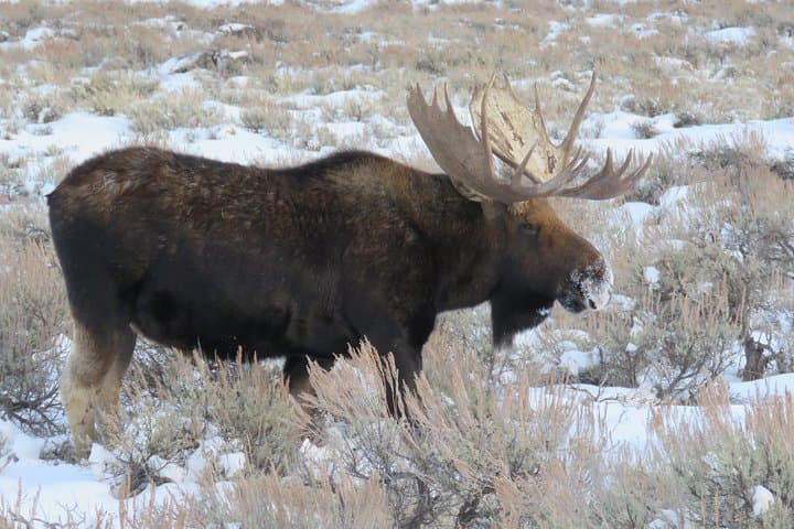 Jackson Hole & Grand Teton Half-Day Wildlife Tour — Afternoon Wildlife Viewing in Teton Park photo 3
