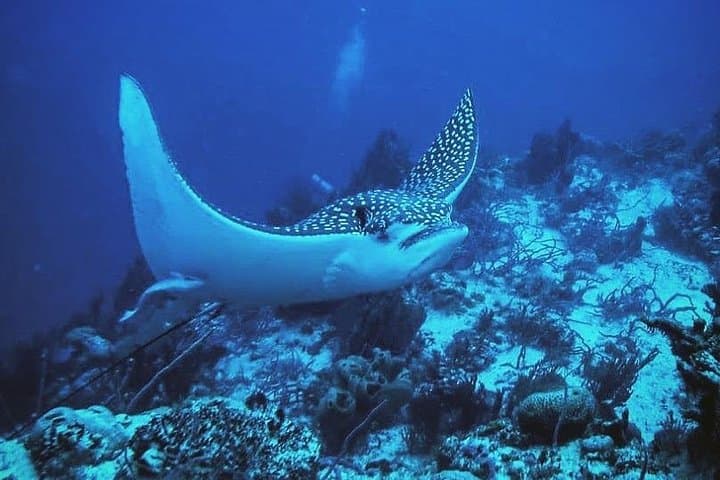 Two-Tank Scuba Diving in Mahahual: Costa Maya Reefs & Gear Included photo 6