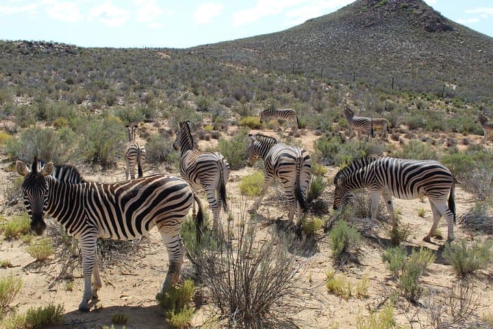 Full-Day Aquila Game Reserve Safari Transfer from Cape Town (Excluding Entry Fees) photo 3