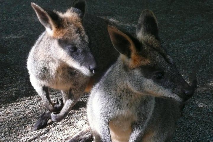 Blue Mountains Private Day Tour from Sydney: Three Sisters, Scenic World & Featherdale Wildlife photo 4