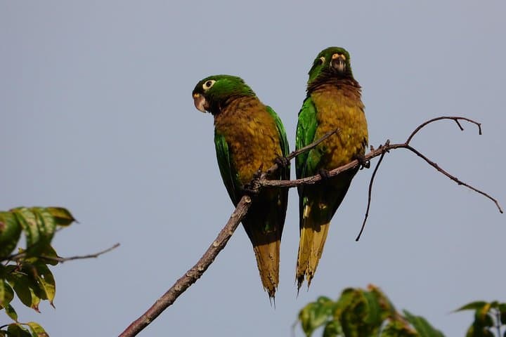 Birds of the Mayan World — Birdwatching at Muyil and Sian Ka'an photo 1