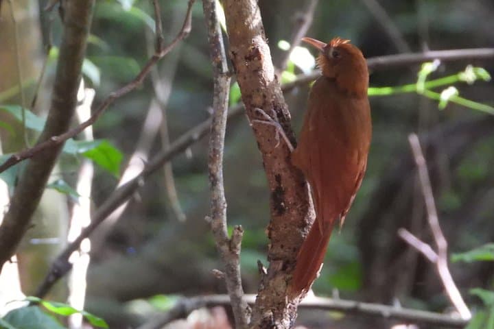Birds of the Mayan World — Birdwatching at Muyil and Sian Ka'an photo 2