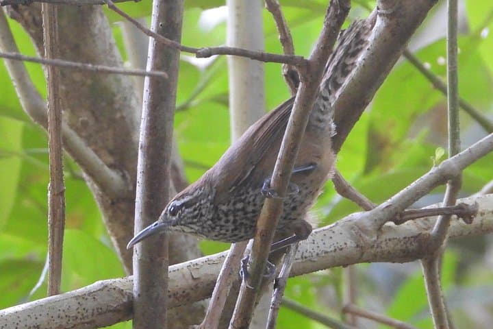 Birds of the Mayan World — Birdwatching at Muyil and Sian Ka'an photo 3