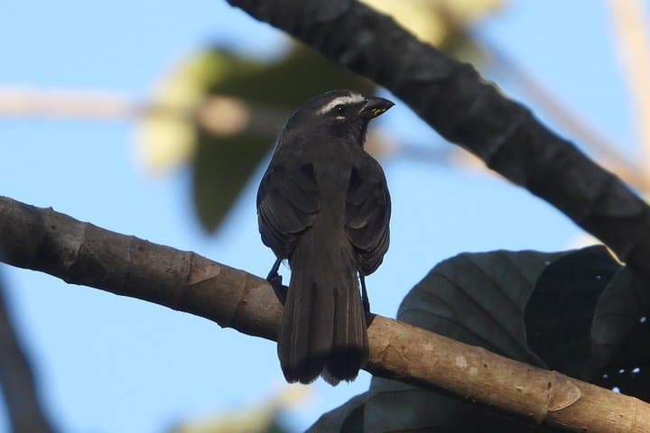 Birds of the Mayan World — Birdwatching at Muyil and Sian Ka'an photo 4