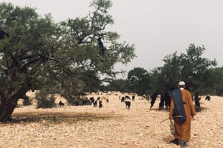 Mini Sahara Day Trip from Agadir: 4x4 Dunes, Massa Birds & Tiznit Silver photo 3