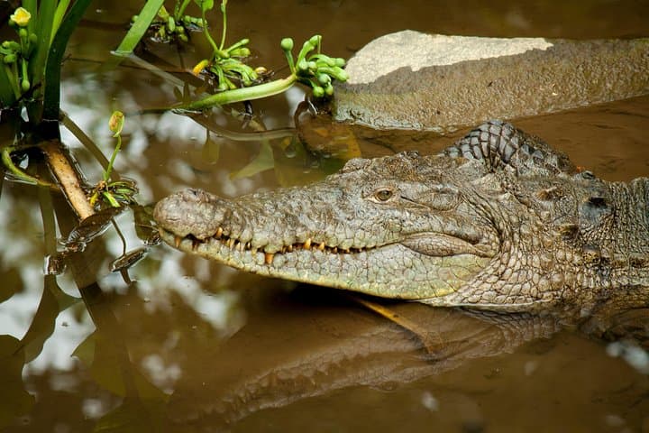 Arenal Natura Eco Park Photography Tour — Capture Red-Eyed Tree Frogs & Tropical Wildlife photo 3