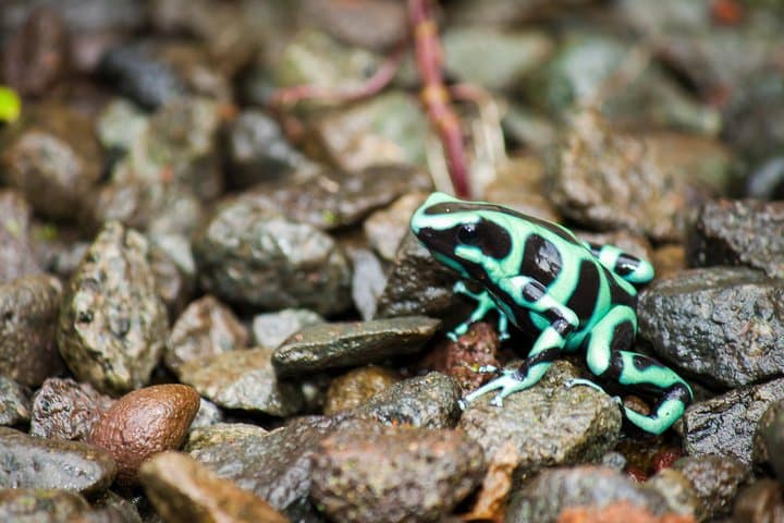 Arenal Natura Eco Park Photography Tour — Capture Red-Eyed Tree Frogs & Tropical Wildlife photo 2