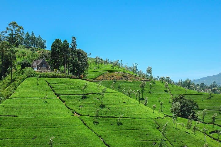 Haputale Highlands Day Trip from Nuwara Eliya — Lipton’s Seat, Dambatenne & Adisham photo 4