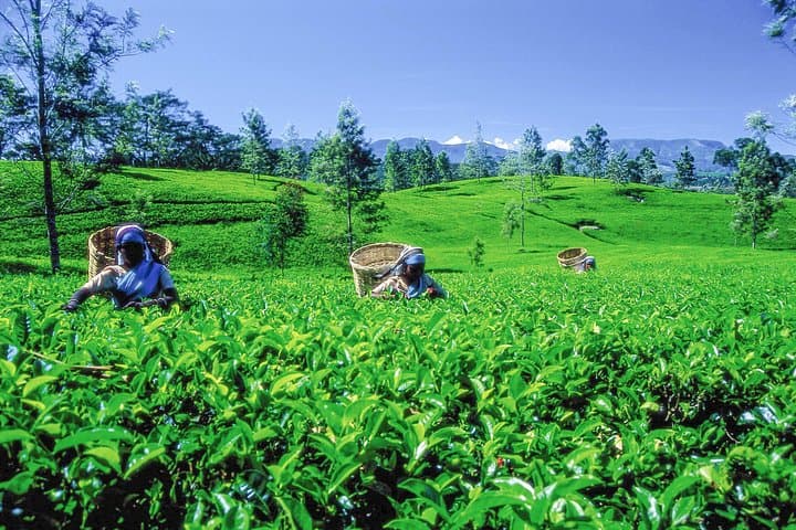Haputale Highlands Day Trip from Nuwara Eliya — Lipton’s Seat, Dambatenne & Adisham photo 5