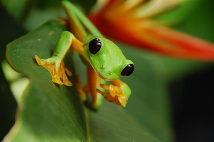 Arenal Natura Eco Park Photography Tour — Capture Red-Eyed Tree Frogs & Tropical Wildlife photo 4
