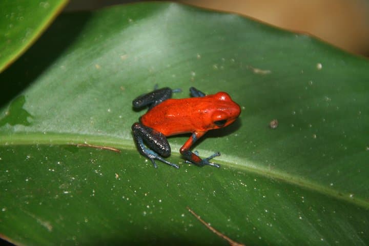 Arenal Natura Eco Park Photography Tour — Capture Red-Eyed Tree Frogs & Tropical Wildlife photo 5