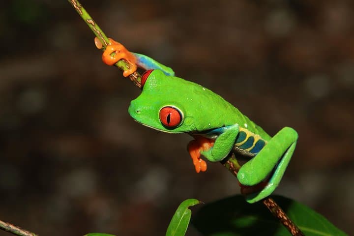 Arenal Natura Eco Park Photography Tour — Capture Red-Eyed Tree Frogs & Tropical Wildlife photo 6