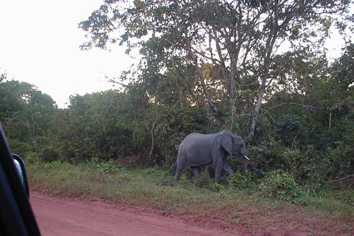 Shimba Hills Day Tour from Mombasa & Diani Beach — Elephants, Sable Antelope and Sheldrick Falls