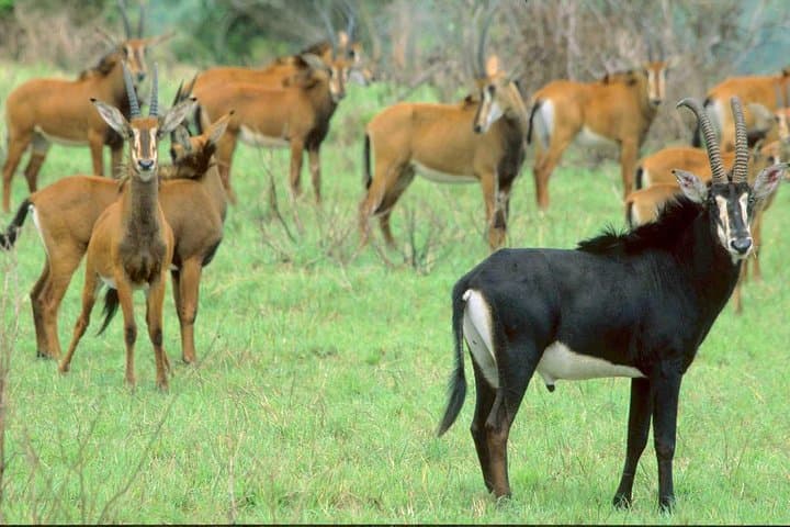 Shimba Hills Day Tour from Mombasa & Diani Beach — Elephants, Sable Antelope and Sheldrick Falls photo 5