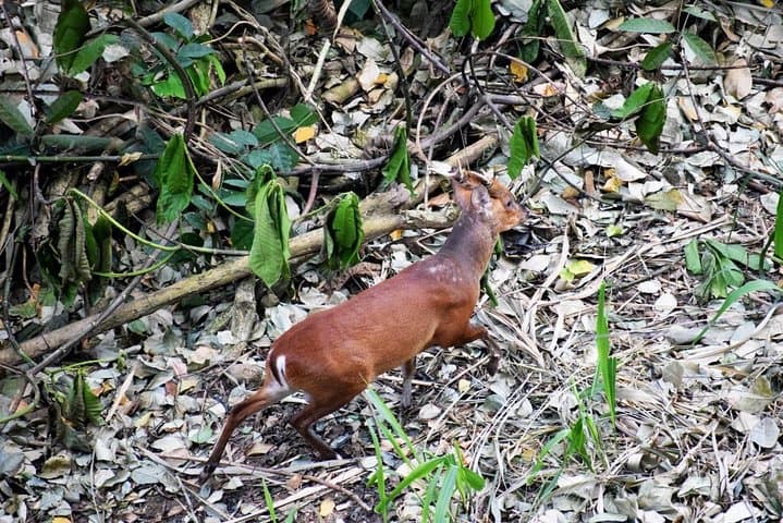 Sigiriya Birdwatching Walk: Countryside Birding Near Habarana photo 6