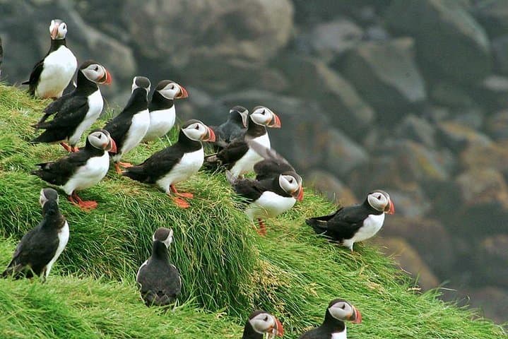 Puffin and Volcano Tour with Ebbi — Heimaey Puffins, Eldfell Crater & Viking Town photo 5