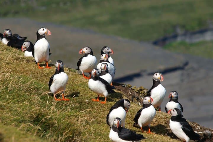 Puffin and Volcano Tour with Ebbi — Heimaey Puffins, Eldfell Crater & Viking Town photo 6