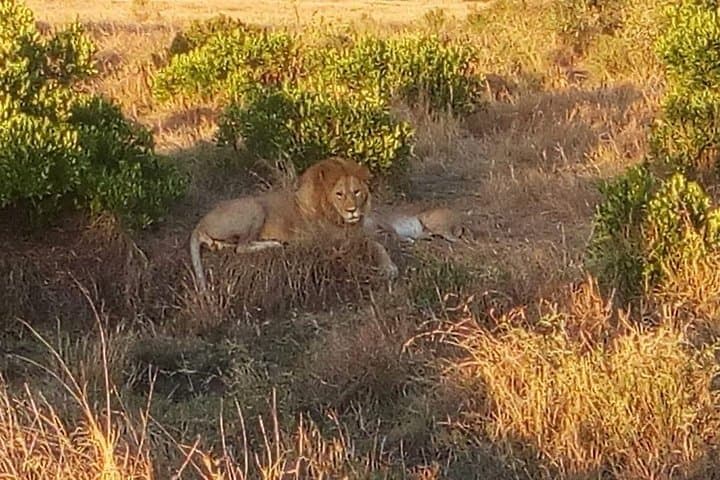 3-Day Maasai Mara Budget Camping Safari: Affordable Group Wildlife Experience photo 6