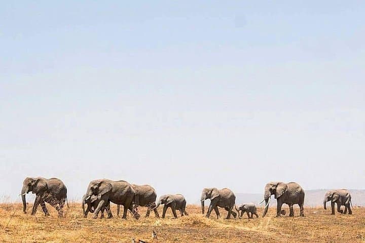 3-Day Serengeti & Ngorongoro Crater Safari — Big Five on a Budget photo 2