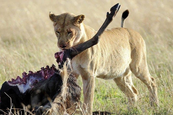 Three-Day Selous Safari: Boat, Game Drives and Walking Safaris on the Rufiji photo 6