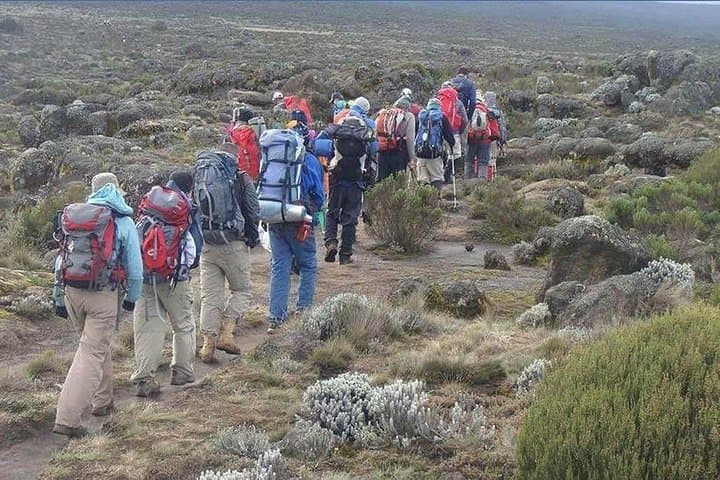 Kilimanjaro Day Trip: Hike the Marangu Route to Mandara Hut