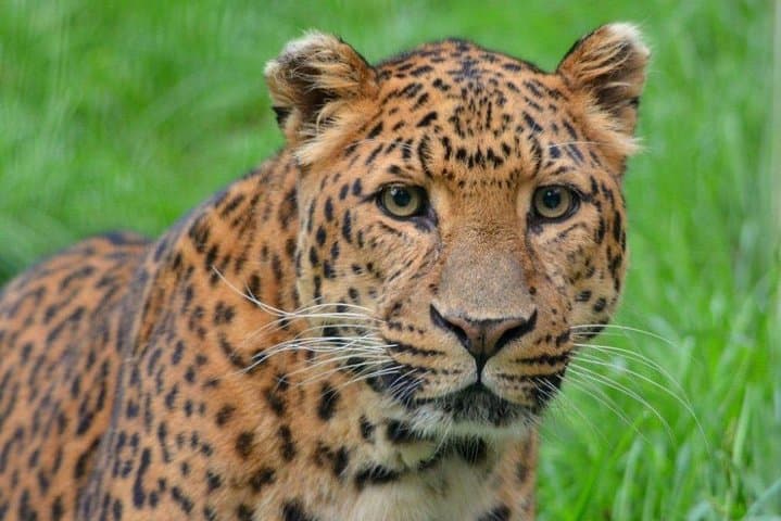 4-Day Maasai Mara Shared Budget Safari from Nairobi — Big Five & Migration photo 4