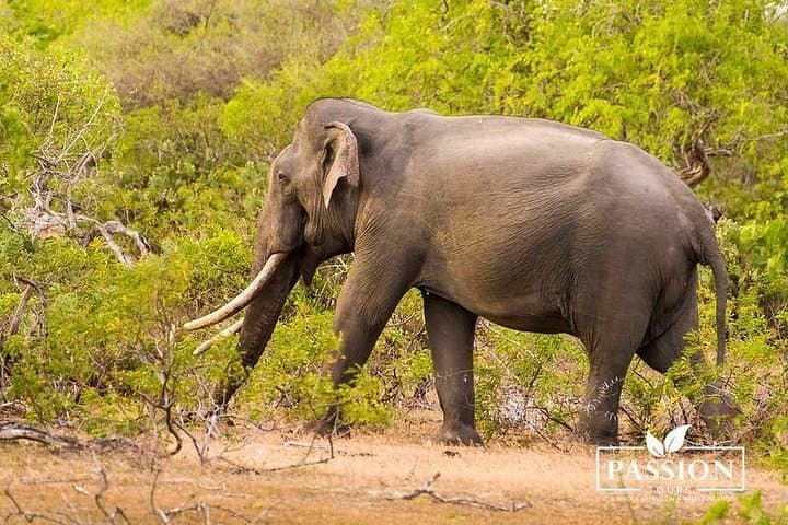 Private Jeep Safari in Yala National Park: Day Trip to Sri Lanka’s Leopard Country photo 2
