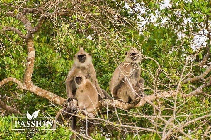 Private Jeep Safari in Yala National Park: Day Trip to Sri Lanka’s Leopard Country photo 4