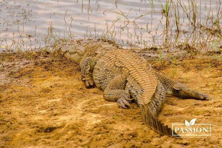 Private Jeep Safari in Yala National Park: Day Trip to Sri Lanka’s Leopard Country photo 3