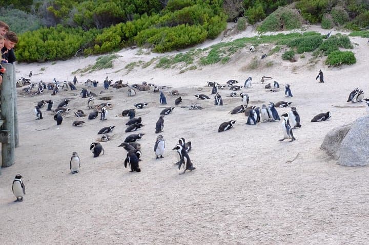 Cape Town Private Tour: Table Mountain, Boulders Penguins & Cape of Good Hope Day Trip photo 4
