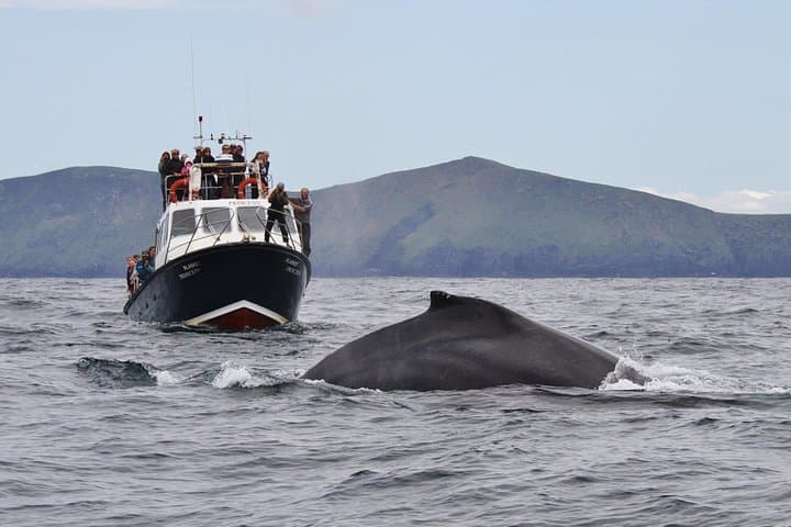 Dolphin and Whale Watching Tour from Dingle — Blasket Islands Wildlife Cruise photo 2