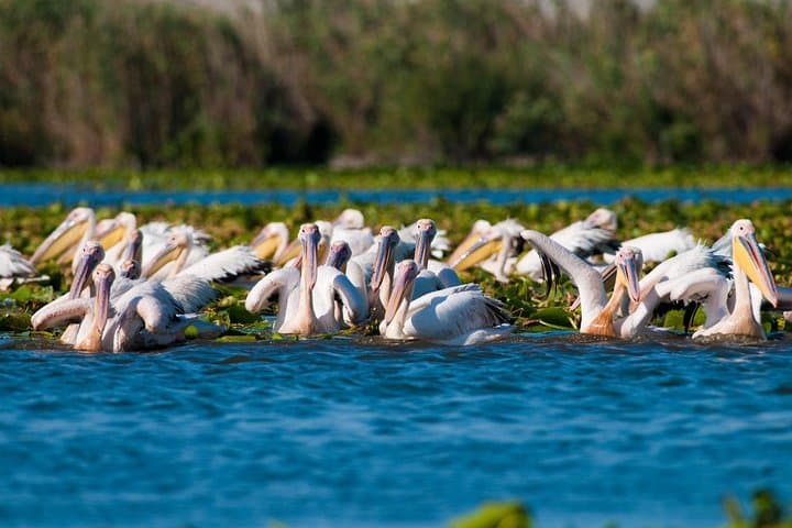 Four-Day Danube Delta Safari from Bucharest — Birds, Letea Forest & Sulina photo 3