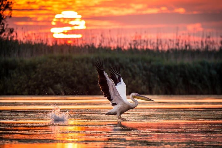 Four-Day Danube Delta Safari from Bucharest — Birds, Letea Forest & Sulina photo 5