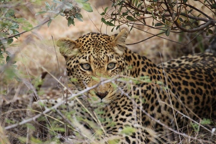 Splendid Ceylon: A Seven-Day Circuit Through Sri Lanka’s Highlands, Wildlife and Coast photo 4