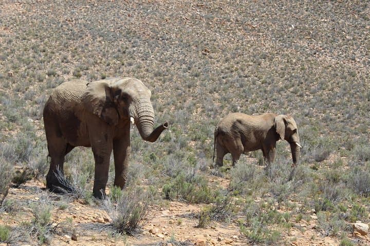 Aquila Game Reserve Day Transfer from Cape Town — Big 5 Safari, Karoo Drive & Wine Stops photo 1