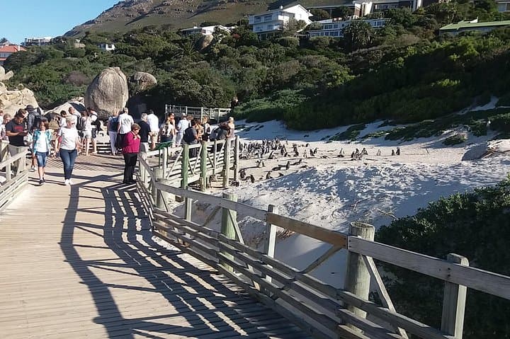 Cape Point & Boulders Beach: Swim with African Penguins and Drive Chapman's Peak photo 4